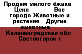 Продам милого ёжика › Цена ­ 10 000 - Все города Животные и растения » Другие животные   . Калининградская обл.,Светлогорск г.